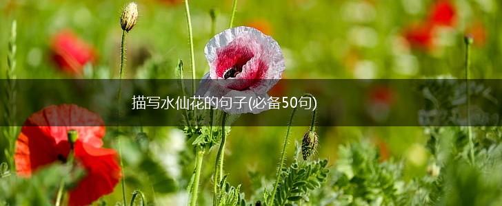描写水仙花的句子(必备50句),第1张