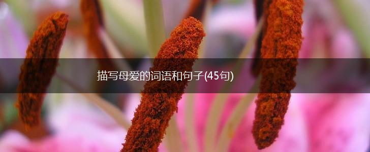 描写母爱的词语和句子(45句),第1张