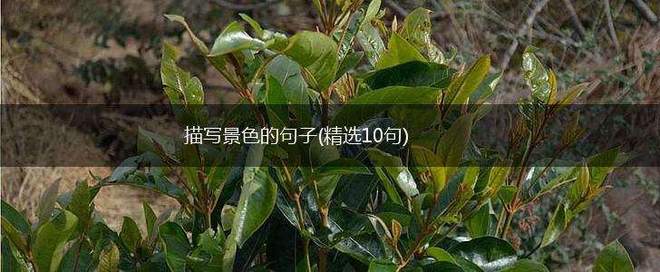 描写景色的句子(精选10句),第1张