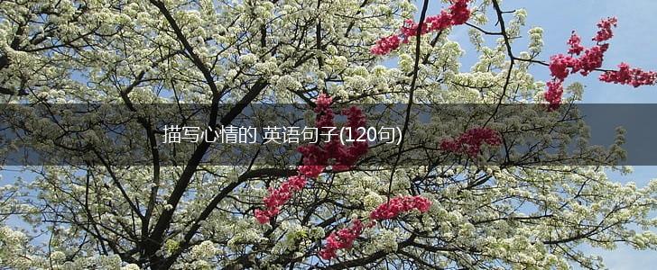 描写心情的 英语句子(120句),第1张