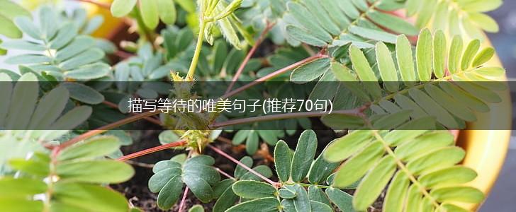 描写等待的唯美句子(推荐70句),第1张