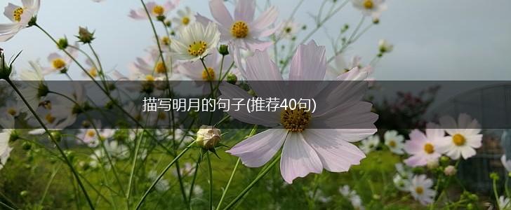 描写明月的句子(推荐40句),第1张