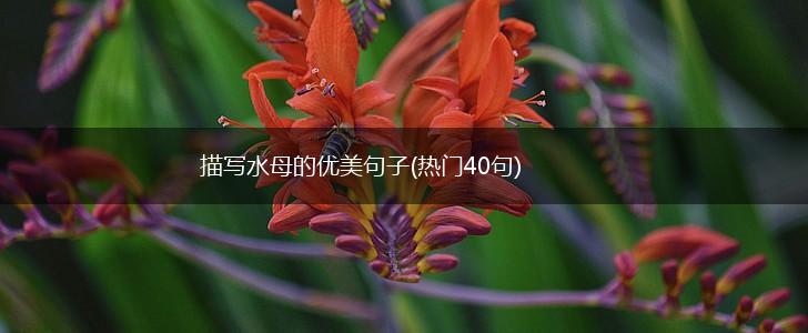 描写水母的优美句子(热门40句),第1张