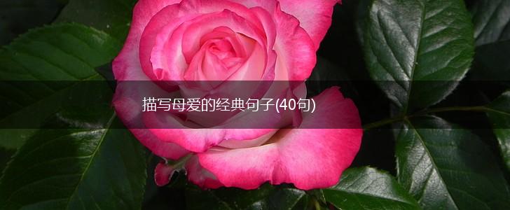 描写母爱的经典句子(40句),第1张