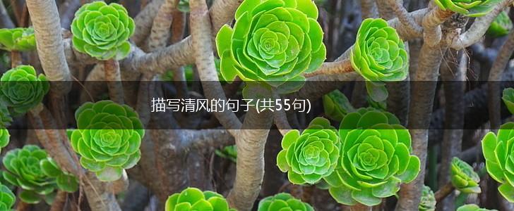 描写清风的句子(共55句),第1张