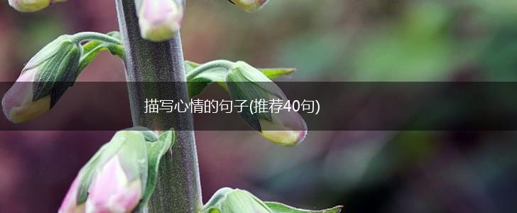 描写心情的句子(推荐40句),第1张