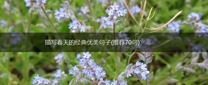 描写春天的经典优美句子(推荐70句),第1张