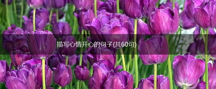 描写心情开心的句子(共60句),第1张