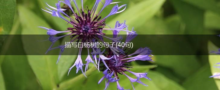 描写白杨树的句子(40句),第1张