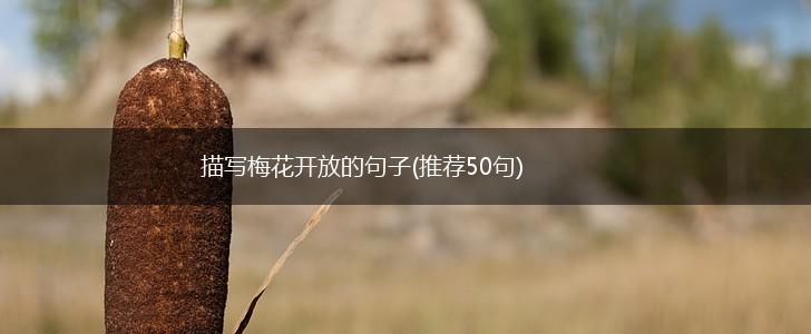 描写梅花开放的句子(推荐50句),第1张