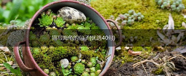 描写海龟的句子(优选40句),第1张