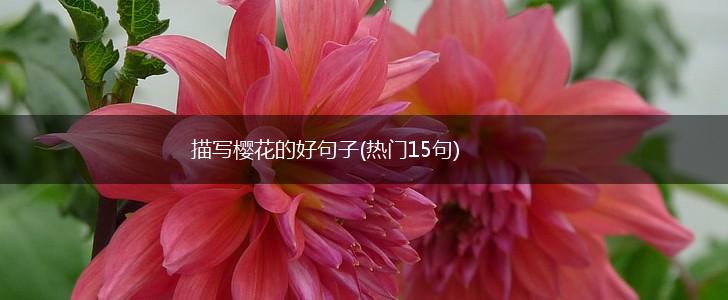 描写樱花的好句子(热门15句),第1张
