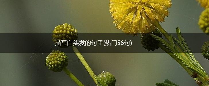 描写白头发的句子(热门56句),第1张