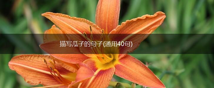 描写瓜子的句子(通用40句),第1张