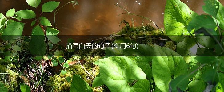 描写白天的句子(实用6句),第1张