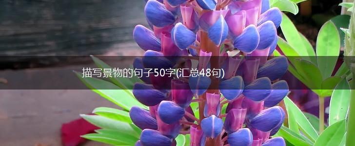 描写景物的句子50字(汇总48句),第1张