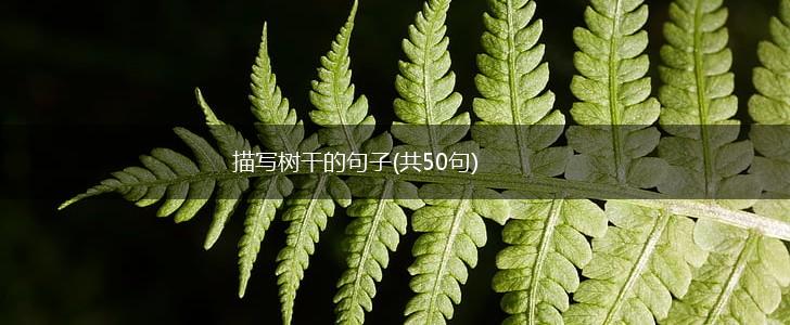 描写树干的句子(共50句),第1张