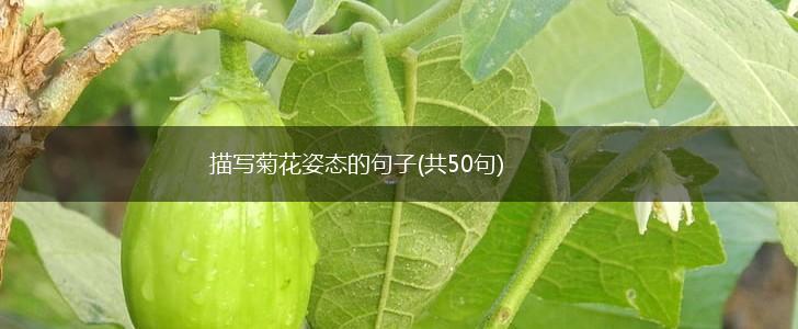 描写菊花姿态的句子(共50句),第1张