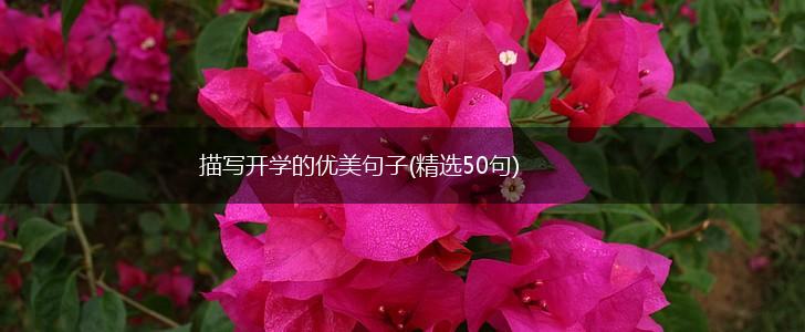 描写开学的优美句子(精选50句),第1张