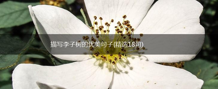 描写李子树的优美句子(精选18句),第1张