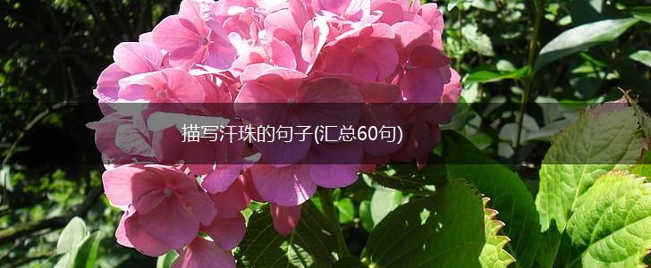 描写汗珠的句子(汇总60句),第1张