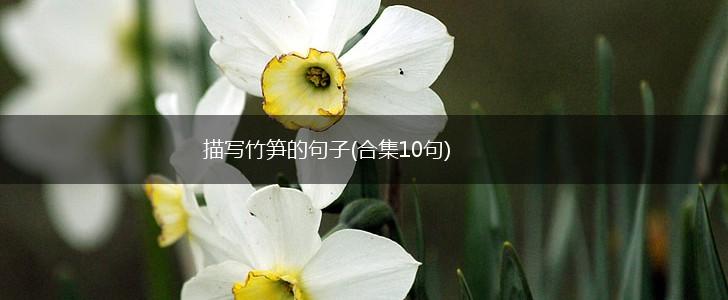描写竹笋的句子(合集10句),第1张