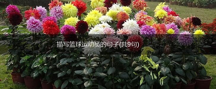 描写篮球运动员的句子(共9句),第1张
