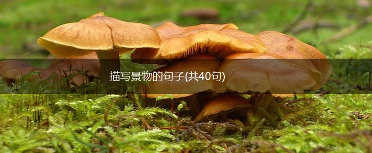 描写景物的句子(共40句),第1张