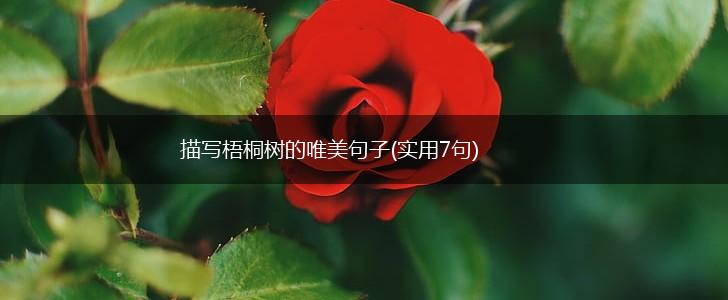 描写梧桐树的唯美句子(实用7句),第1张