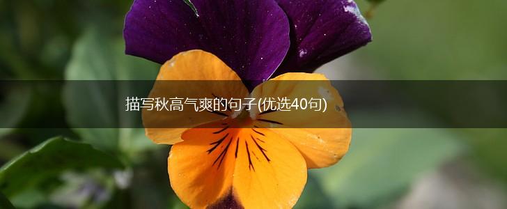 描写秋高气爽的句子(优选40句),第1张