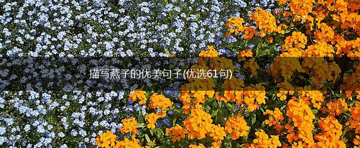 描写燕子的优美句子(优选61句),第1张