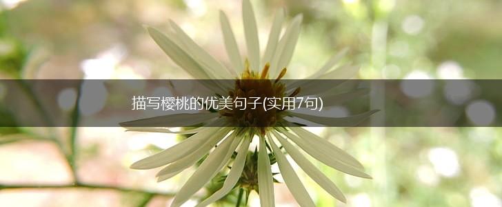 描写樱桃的优美句子(实用7句),第1张