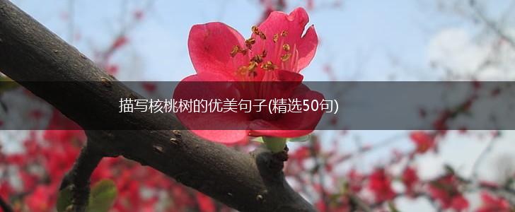 描写核桃树的优美句子(精选50句),第1张
