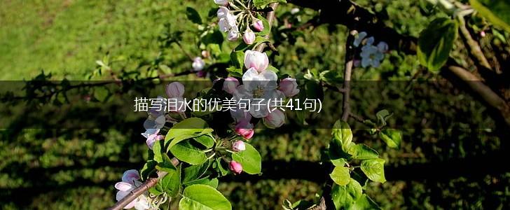 描写泪水的优美句子(共41句),第1张