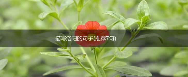描写洛阳的句子(推荐7句),第1张