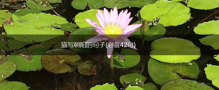 描写朝阳的句子(必备42句),第1张