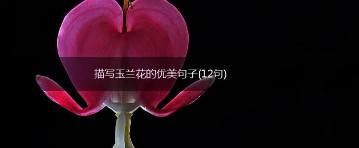 描写玉兰花的优美句子(12句),第1张