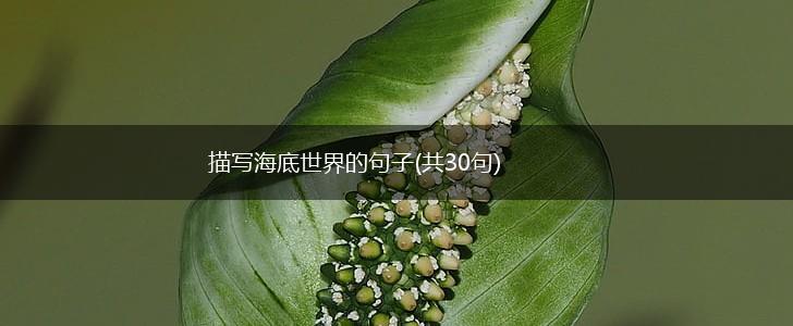 描写海底世界的句子(共30句),第1张