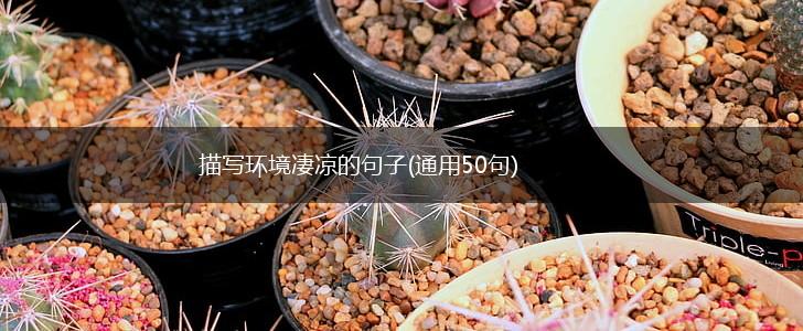 描写环境凄凉的句子(通用50句),第1张
