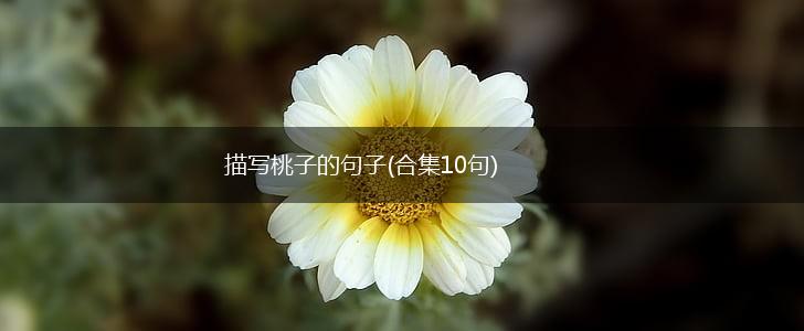描写桃子的句子(合集10句),第1张