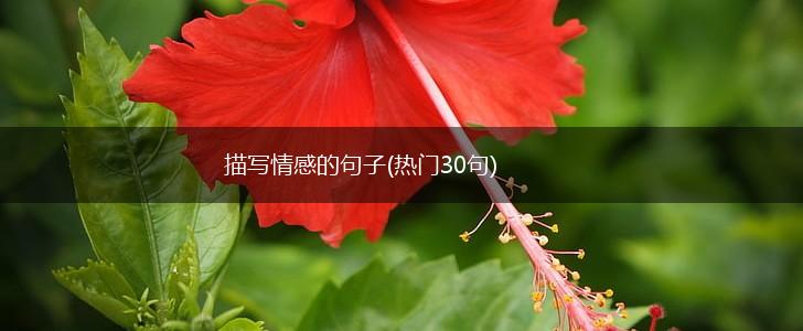 描写情感的句子(热门30句),第1张