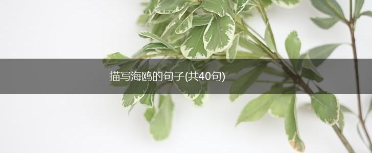 描写海鸥的句子(共40句),第1张