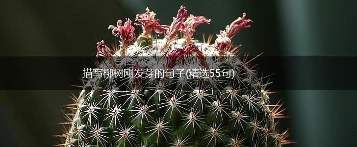 描写柳树刚发芽的句子(精选55句),第1张