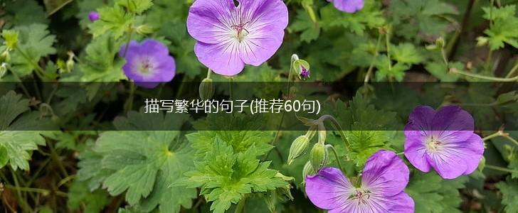 描写繁华的句子(推荐60句),第1张