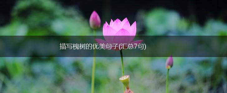 描写槐树的优美句子(汇总7句),第1张