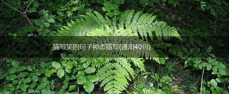 描写笑的句子神态描写(通用40句),第1张