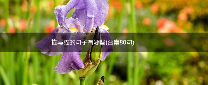 描写猫的句子有哪些(合集80句),第1张