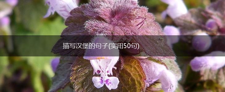 描写汉堡的句子(实用50句),第1张