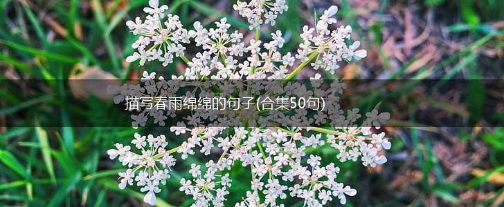 描写春雨绵绵的句子(合集50句),第1张