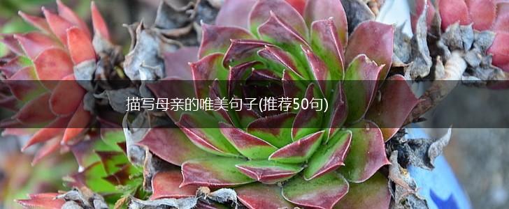 描写母亲的唯美句子(推荐50句),第1张